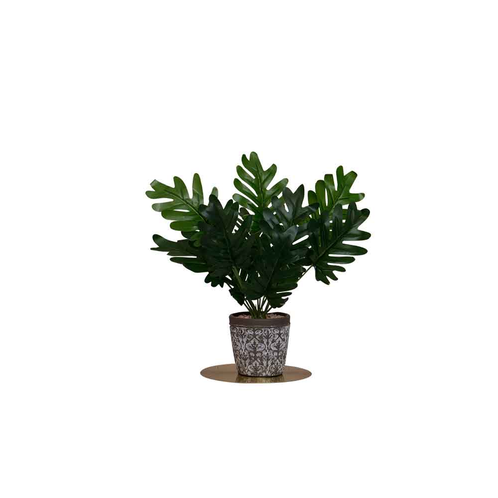 Buy Decor Plant Online in Tamilnadu